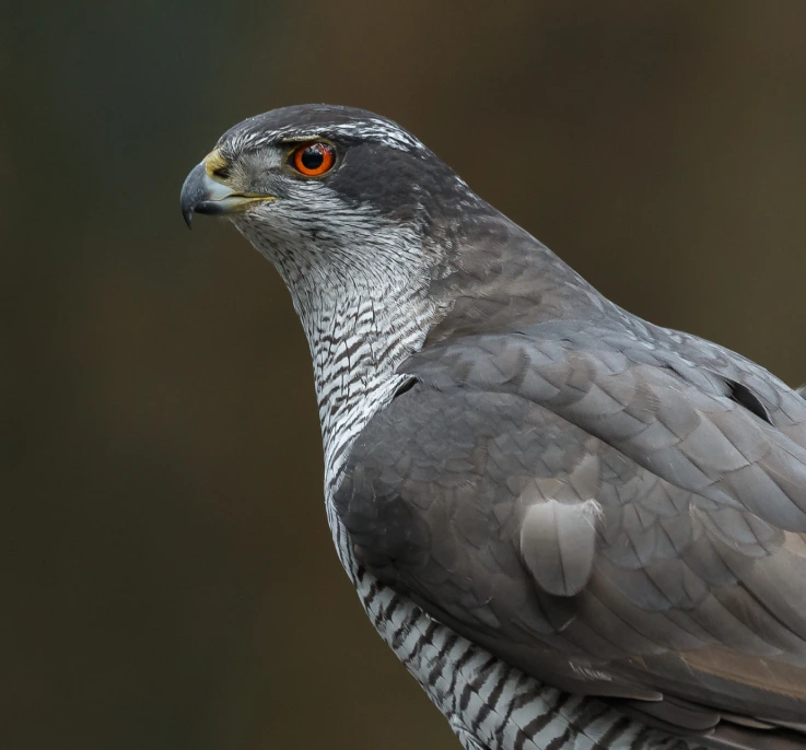goshawk-philosophy